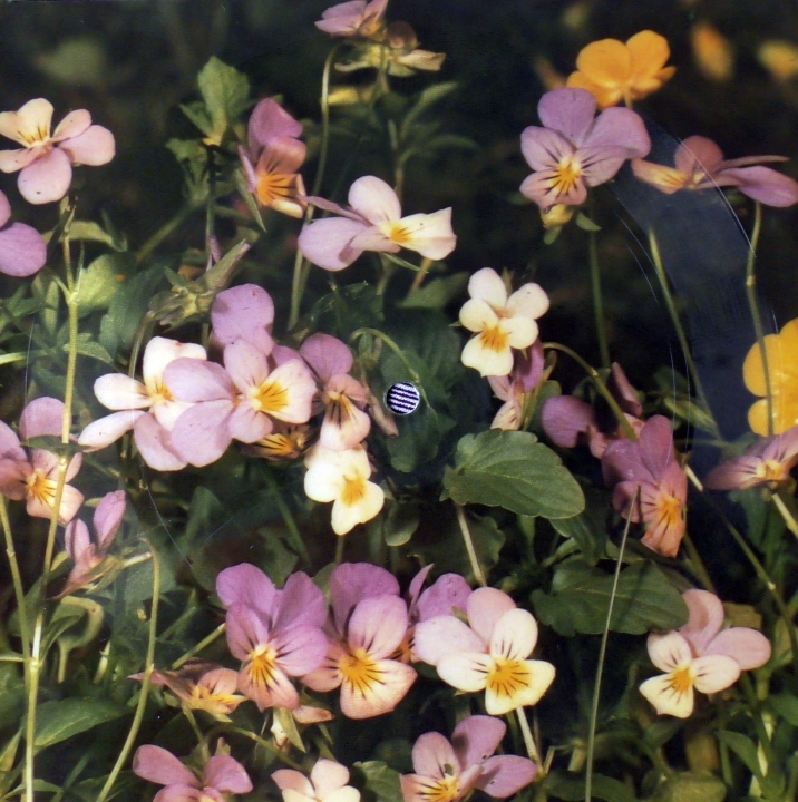 Tina Charles ‎– Fallin In Love In Summertime Tonpress ‎– R 0812 Flexi-disc, 7", 45 RPM, Single Sided, Card Backed, Picture Disc, Mono