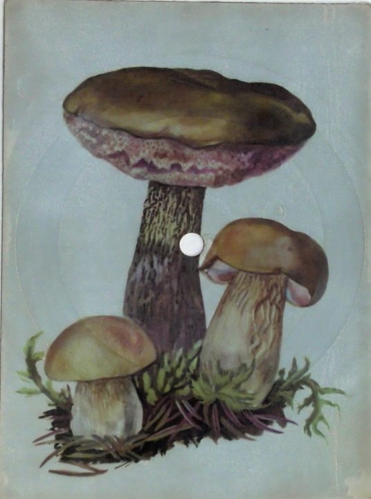 Filipinki – Wala - Twist Polskie