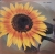 Goombay Dance Band – Sun Of Jamaica Tonpress – R-1066