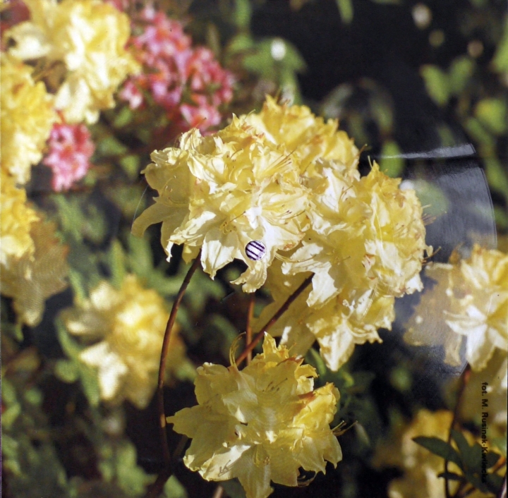 La Binda - Bandido Tonpress ‎– R-0991 Flexi-disc, 7", 45 RPM, Single Sided, Card Backed, Picture Disc, Mono 