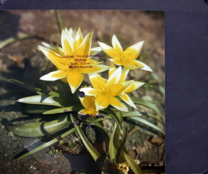 Irena Jarocka ‎– Mój Słodki Charlie  Tonpress ‎– R-0840 Flexi-disc, 7", 45 RPM, Single Sided, Card Backed, Limited Edition, Picture Disc 