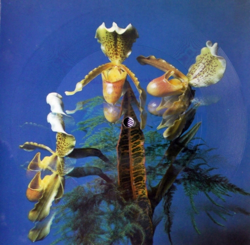 Drupi  ‎– Provincia  Tonpress ‎– R-0894 Flexi-disc, 7", 45 RPM, Single Sided, Card Backed, Picture Disc, Mono